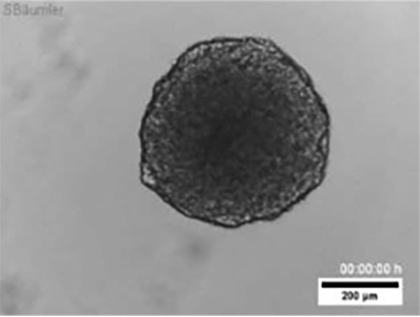 Cell Owl Adhesion