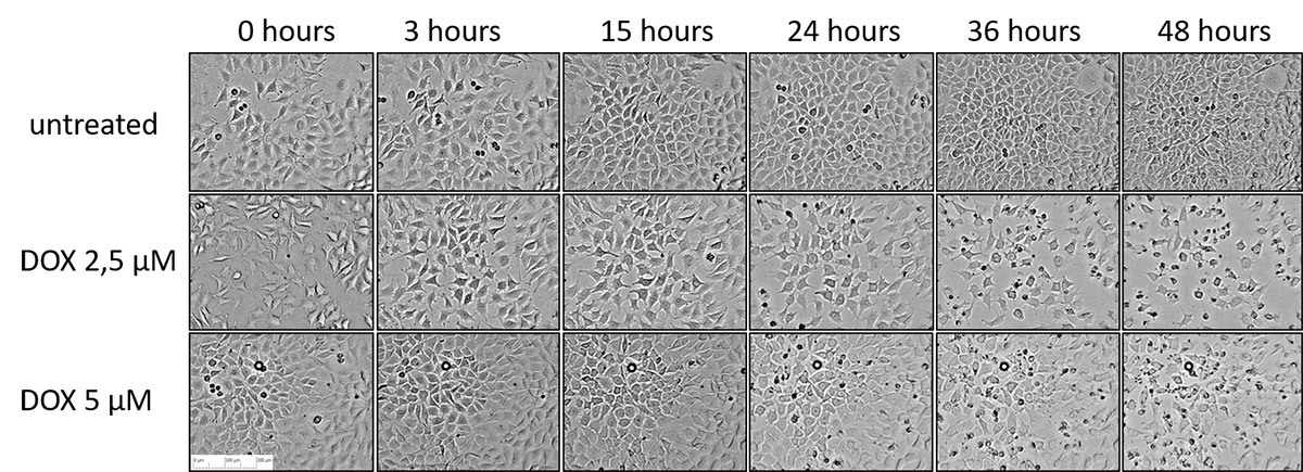 Cell Owl Effects on Cell Morphology
