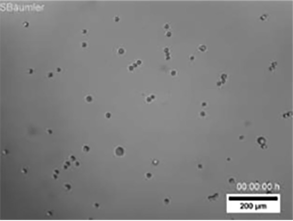 Cell Owl Formation