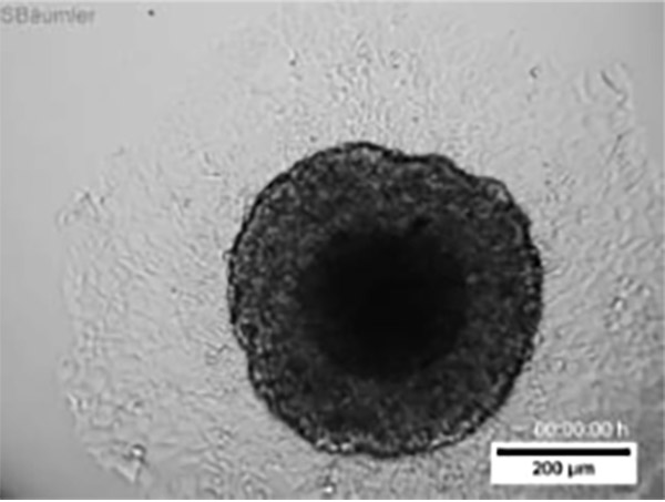 Cell Owl Permeabilization