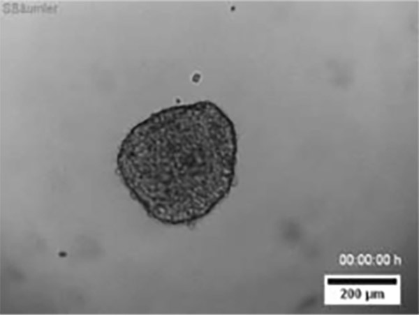 Cell Owl Proliferation